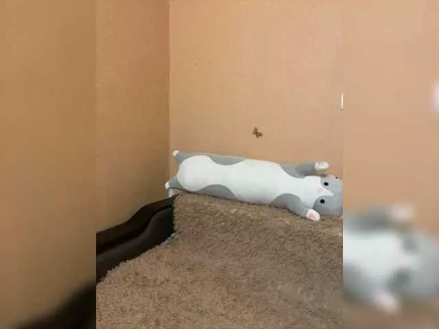 lollytan on BongaCams 