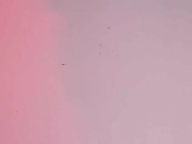 Freechat Pamela-Velvet on BongaCams