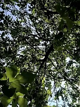 KikiXRed on StripChat 